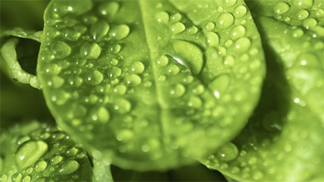 A closeup of a leaf with water droplets on it