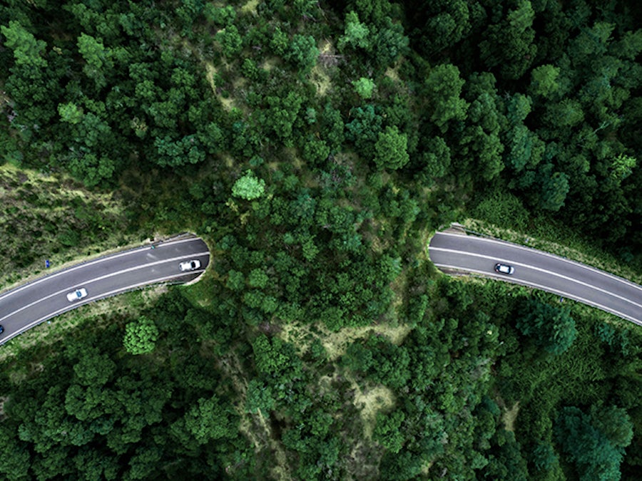 road leading through a forest
