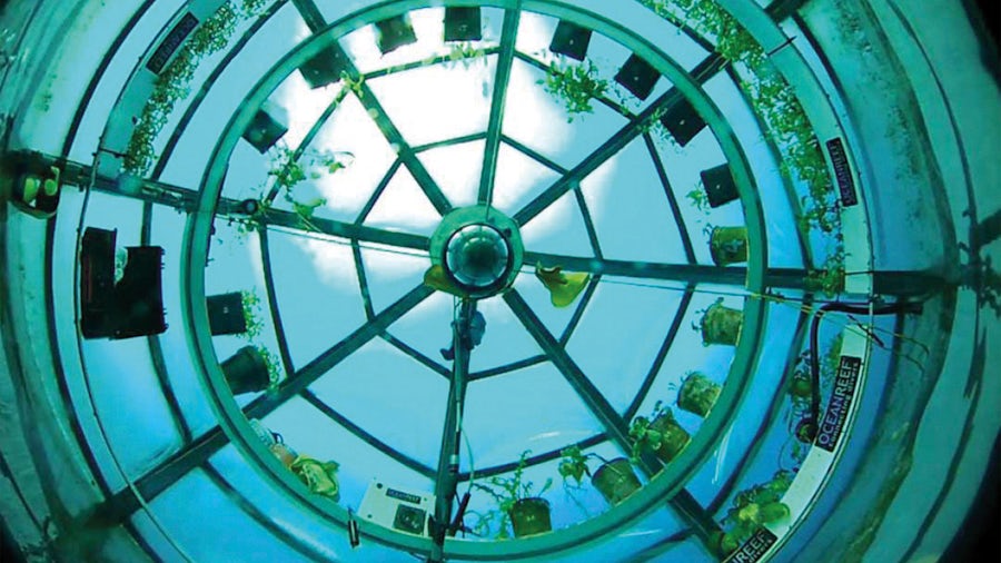 Man in a water globe where plants grow