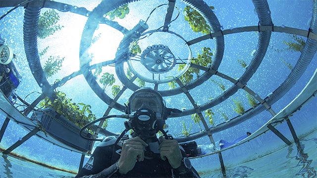A scuba diver inside a Nemo's Garden.