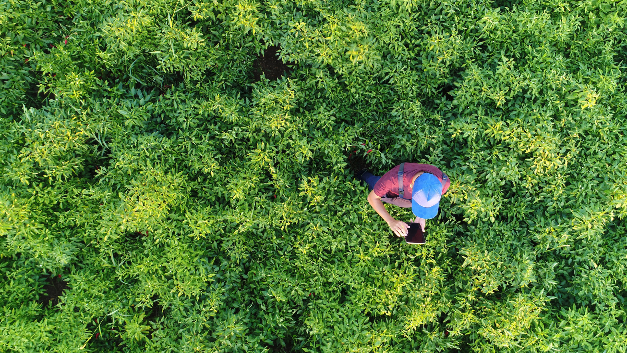 지속 가능성 웨비나 시리즈