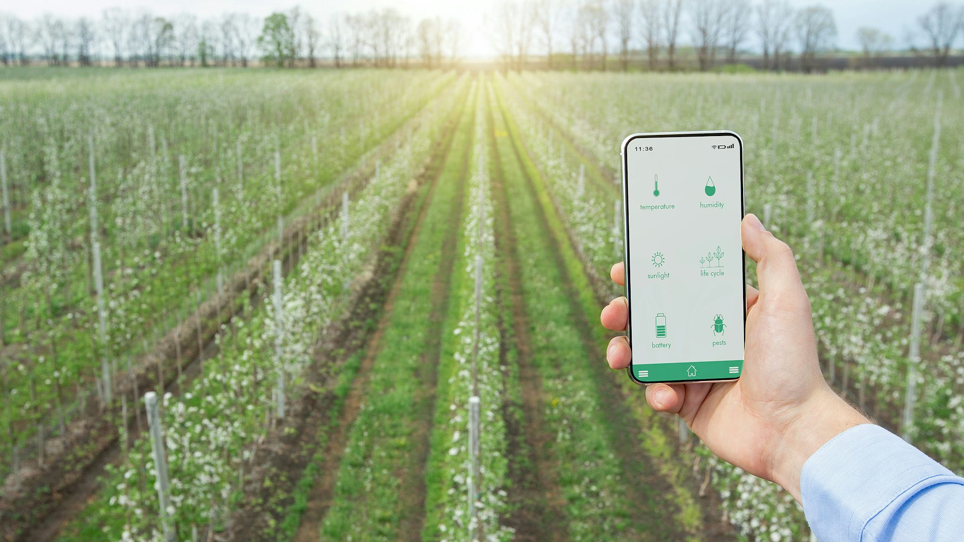 A person is holding a mobile phone in front of an agricultural crop. The mobile device is displaying applications related to soil health, moisture levels, pest control, environmental temperature, humidly. Its showing an example of an IoT device presumably connected to a series of sensors. In this case, it is showing IoT for smart farming.
