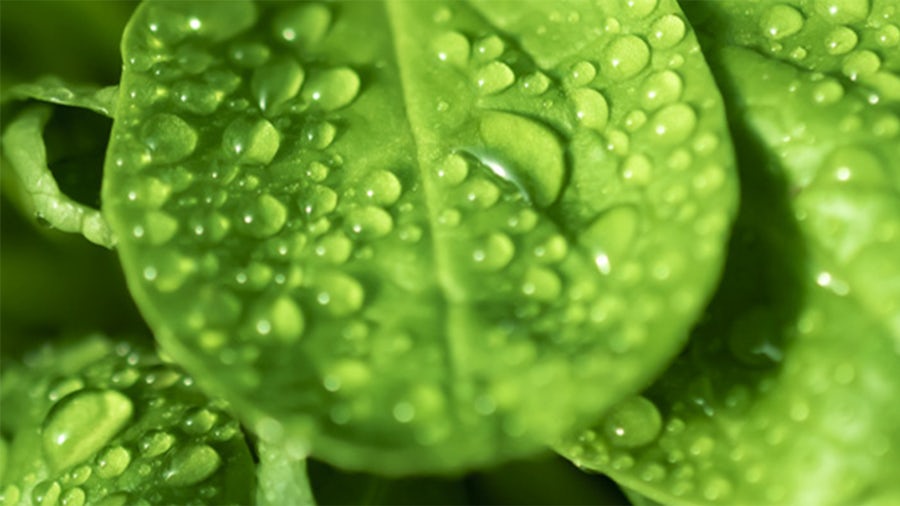 Green leaves with dew drops on them.