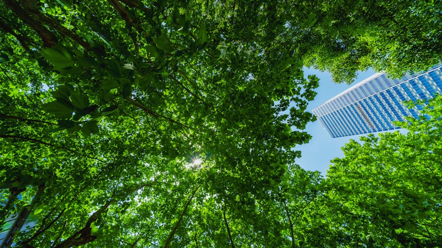 sky covered on trees and a building