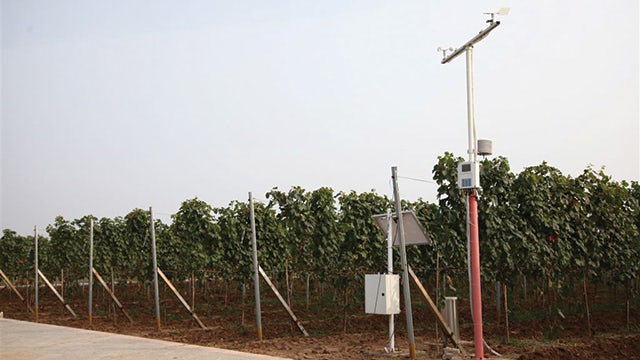 Vineyards become transparent