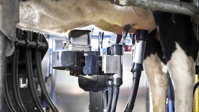 Many and varied needs of milk farmers around the world