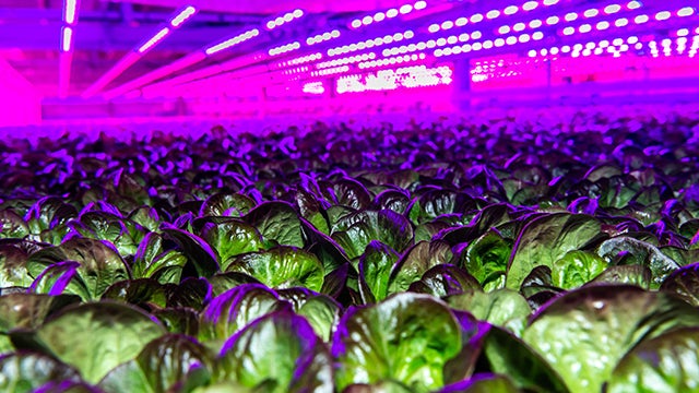 80 Acres Vertikales Indoor-Farming